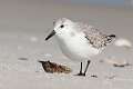 395: Sanderling M1