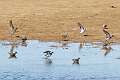 396: Sandpiper - Least M1