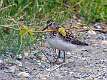 397: Sandpiper - Least M2