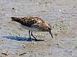 398: Sandpiper - Least M3