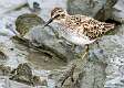 399: Sandpiper - Least-1