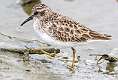 400: Sandpiper - Least-2