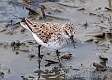401: Sandpiper - Semipalmated M1