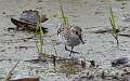 402: Sandpiper - Semipalmated M2