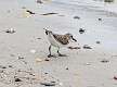 403: Sandpiper - Semipalmated M3