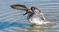 404: Sandpiper - Semipalmated-1