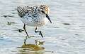 405: Sandpiper - Semipalmated