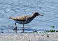 406: Sandpiper - Spotted M1