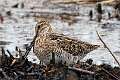 412: Snipe - Wilson's M1