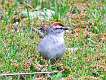 413: Sparrow - Chipping M1