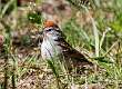 414: Sparrow - Chipping M2