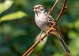 416: Sparrow - Chipping-2