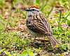 417: Sparrow - Chipping-3
