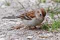 418: Sparrow - Field M1