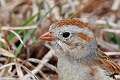 419: Sparrow - Field M2 Rufus