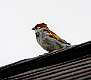 420: Sparrow - House M1