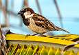 421: Sparrow - House-1