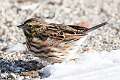 422: Sparrow - Savannah M1