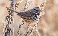 426: Sparrow - Song-1