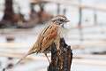 428: Sparrow - Swamp M1