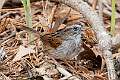 429: Sparrow - Swamp M2
