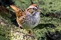 430: Sparrow - Swamp-1