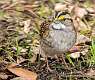 431: Sparrow - White-throat-2