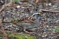 432: Sparrow - White-throated M1
