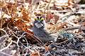433: Sparrow - White-throated M2