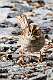 628: Sparrow - White-throated M3