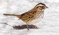 434: Sparrow - White-throated-1