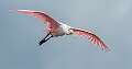 435: Spoonbill - Roseatte-1