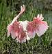 436: Spoonbill - Roseatte-2