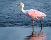 437: Spoonbill - Roseatte-3