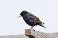 439: Starling - European M2