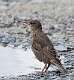 440: Starling - European M3 Juvenile
