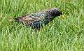 442: Starling - European-1