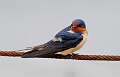 445: Swallow - Barn M3