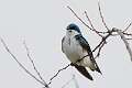 447: Swallow - Tree M1