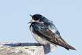 450: Swallow - Tree M4