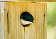 452: Swallow - Tree M6