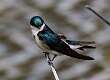 453: Swallow - Tree M7