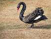 454: Swan - Black-1
