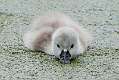 456: Swan - Mute M2 Chick