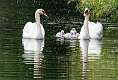 457: Swan - Mute M3 Family