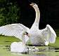 459: Swan - Mute-1