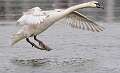 460: Swan - Mute-2