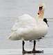 461: Swan - Mute-3
