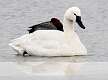 462: Swan - Trumpeter-1