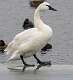 463: Swan - Trumpeter-2